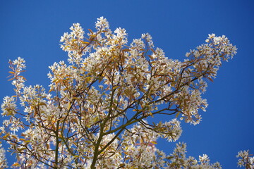 Felsenbirne blühend