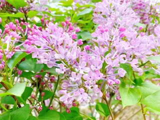 Spring ornamental plant lilac, purple clove flowers