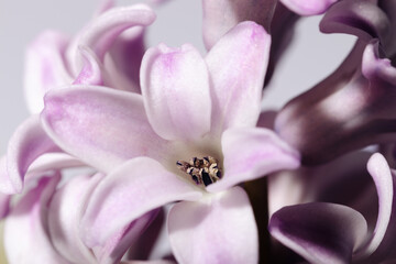 Blooming purple hyacinth flowers close-up macro photography