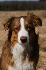 Fototapeta premium Aussie dog is red tricolor with shaggy funny ears, chocolate nose and white stripe on his head on clear sunny day outside. Portrait of beautiful Australian Shepherd puppy close-up.