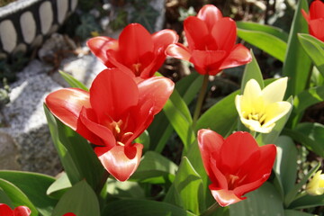 rote Tulpen