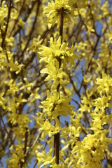 Forsythie