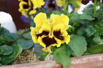 gelbes Stiefm&uuml;tterchen ger&uuml;scht