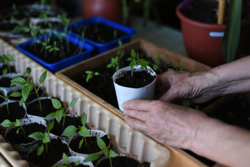 The hand of an elderly woman points to the seedlings she has grown in pots at home.