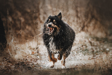 german shepherd dog looking at camera