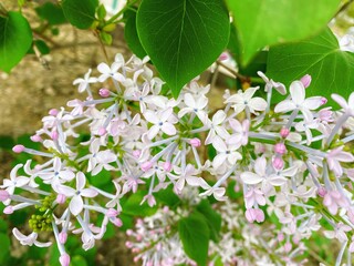 Spring ornamental plant lilac, purple clove flowers
