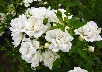 white rose flowers in the park