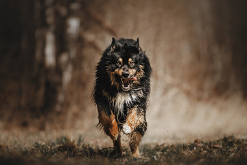 portrait of a black dog german shepherd