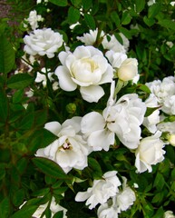 Obraz na płótnie Canvas white rose flowers in the park