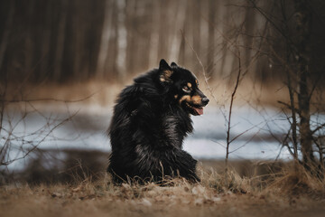 Fototapeta premium dog in the woods german shepherd