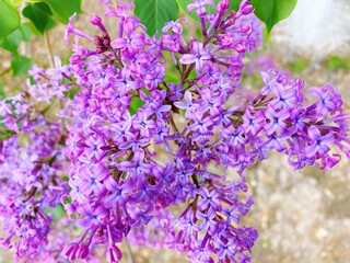 Spring ornamental plant lilac, purple clove flowers