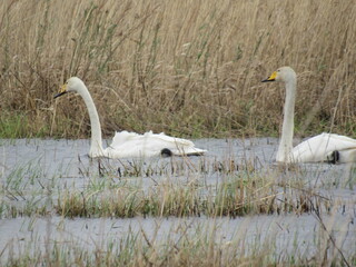 swans on the lake