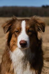 Aussie dog is red tricolor with shaggy funny ears, chocolate nose and white stripe on his head on clear sunny day outside. Portrait of beautiful Australian Shepherd puppy close-up.
