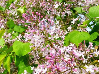 Spring ornamental plant lilac, purple clove flowers