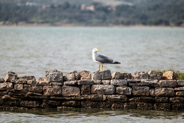seagull on a rock