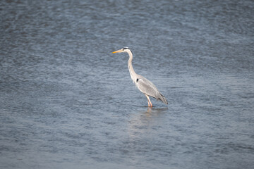 Obraz premium great white heron