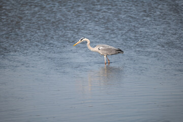 Fototapeta na wymiar heron on the beach