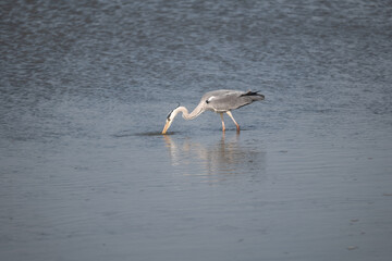 great blue heron