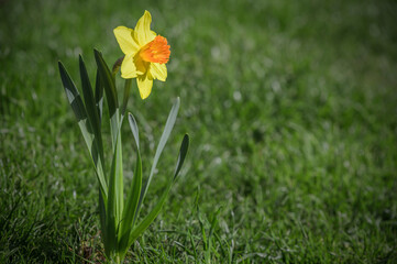 Spring time in ornamental garden. Yellow narcissus or daffodil flower on green grass in a garden with side, morning sunlight.