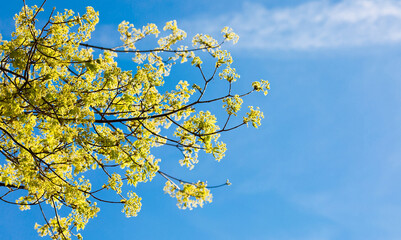 Fresh natural spring flowers and leaves on blue sky, trees, beautiful day, space for text, stock photo