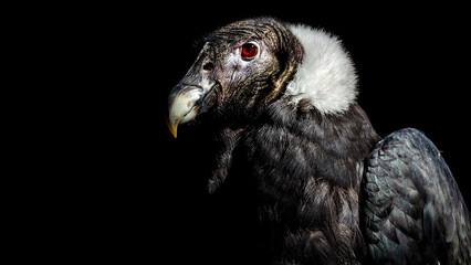 Dramatic close up portrait of an Andean Condor isolated on a black background with room for text