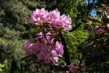 Flower bush of Caroline Allbrook rhododendron. Used as an ornamental garden plant. Evergreen shrub. Beautiful flowers.