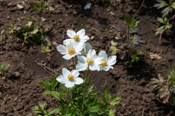 Forest anemone is a perennial herbaceous plant, a species of the genus Anemone of the Ranunculaceae...