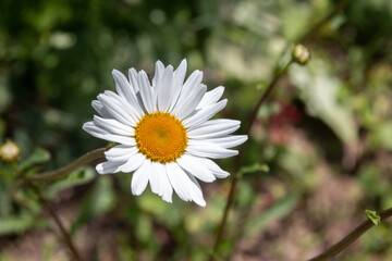 Beautiful chamomile flower on a green blurred background. Close-up.