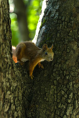 Squirrel in the forest. Squirrel on a tree.Beautiful squirrel. Rodent