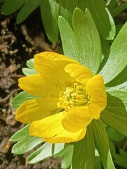 erste Fr&uuml;hlingsbl&uuml;her