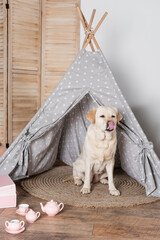 labrador in wigwam sticking out tongue near toy tea set. © LIGHTFIELD STUDIOS