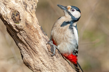 Great Spotted Woodpecker (Dendrocopos major) perched on a branch in the forest.
