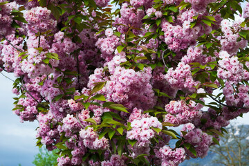 Obraz premium Selective focus of beautiful branches of pink cherry on the tree, beautiful sakura flowers in the spring season in the park, flora pattern texture, natural flower background.