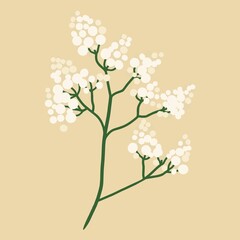 Fototapeta premium Gypsophila, floral element. Flat design, hand drawn cartoon, vector illustration.