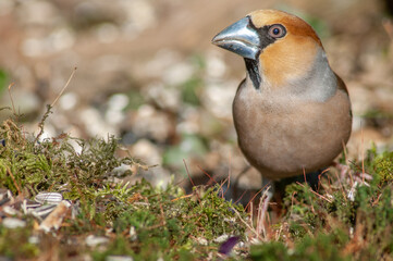 Hawfinch (Coccothraustes coccothraustes) perched on a branch in the forest.