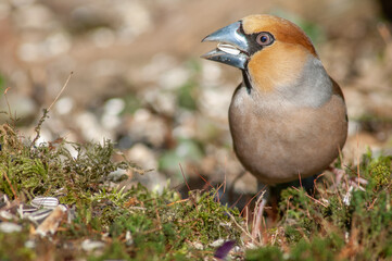 Hawfinch (Coccothraustes coccothraustes) perched on a branch in the forest.