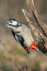 Great Spotted Woodpecker (Dendrocopos major) perched on a branch in the forest.