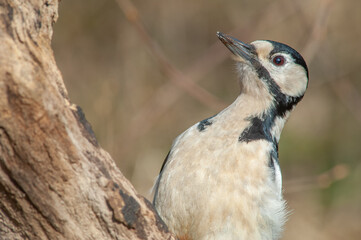 Great Spotted Woodpecker (Dendrocopos major) perched on a branch in the forest.