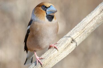 Hawfinch (Coccothraustes coccothraustes) perched on a branch in the forest.