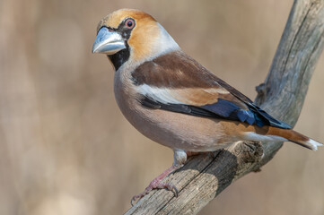 Hawfinch (Coccothraustes coccothraustes) perched on a branch in the forest.