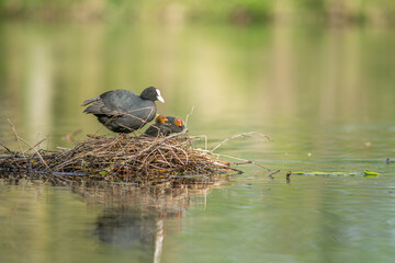 Eurasian coot (Fulica atra) protecting its chicks on its nest.