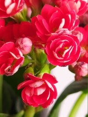 bouquet of red tulips