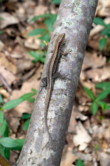 Common lizard in a forest