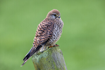 Kestrel on a pole