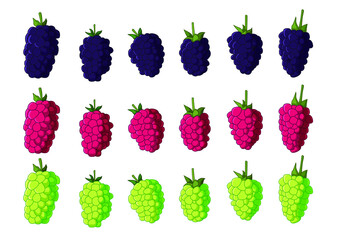 raspberry fruit fresh and isolated on white background illustration vector
