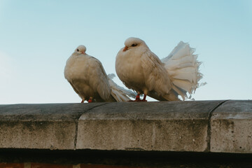 two doves in the sky