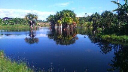 Buritizal no lago do Acre