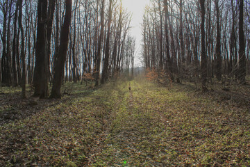 Beautiful spring oak forest. The rays of the sun through the branches of trees.