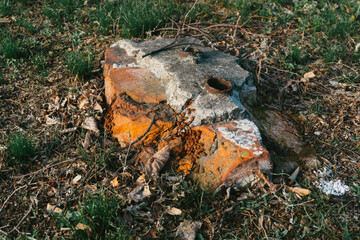 fallen autumn leaves