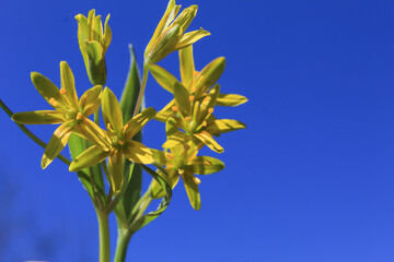 A small bouquet with yellow primroses against a clear and blue sky. No war in Ukraine. Clear and peaceful skies.